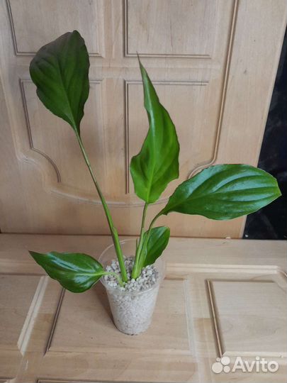 Спатифиллум беллини мейк ап пинк