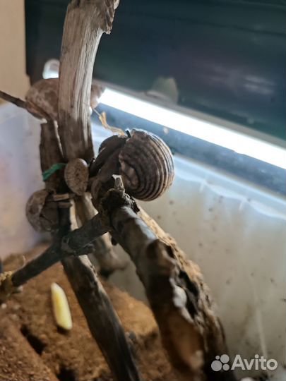 Украшения для аквариума