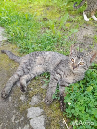 Котята