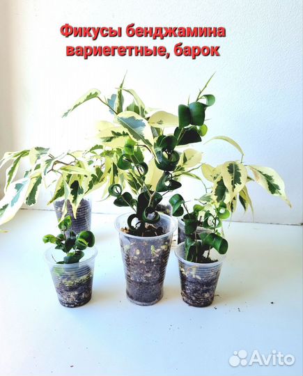 Фикус бенджамина пестролистный,барок