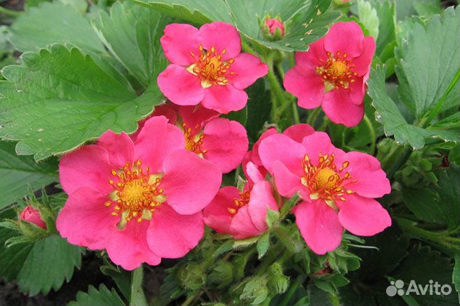 Саженцы цветов и овощей