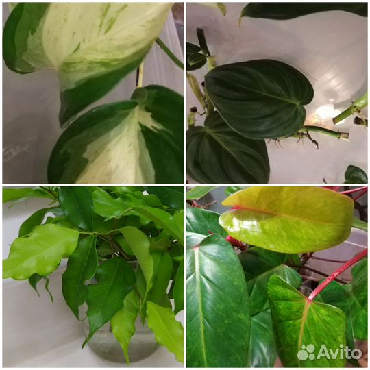 Домашние растения, черенки(обновлено)