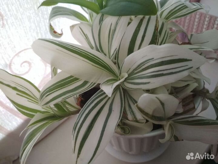 Цветы, растения