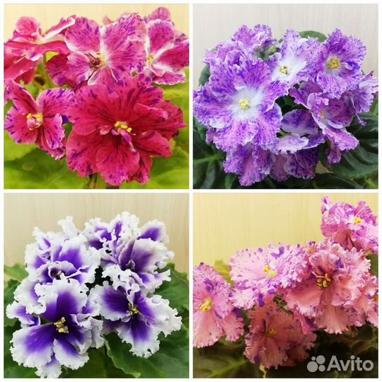 Фиалки сортовые и не очень
