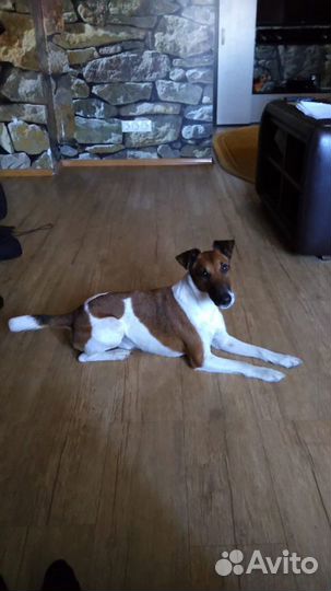 Фокстерьер для вязки