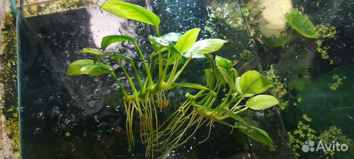Аквариумные растения