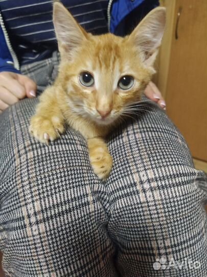 Кошка в дар