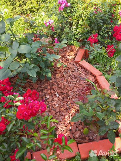 Кора байкальской лиственницы