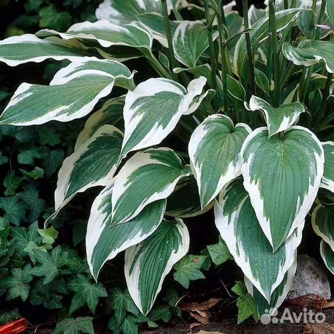 Хоста декоративный многолетник