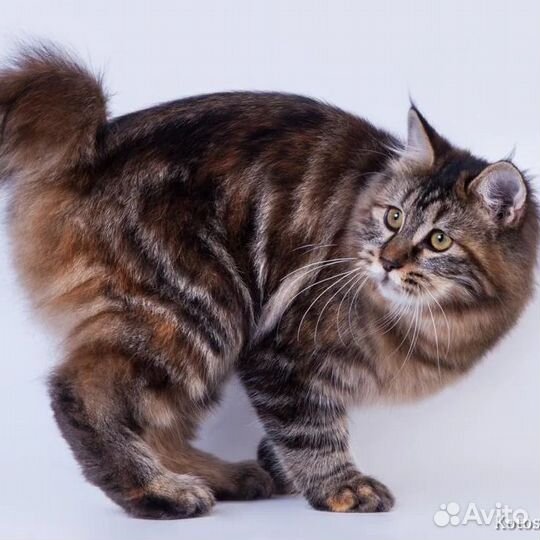 Курильский бобтейл