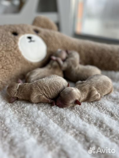 Щенки мальтипу f1 mini