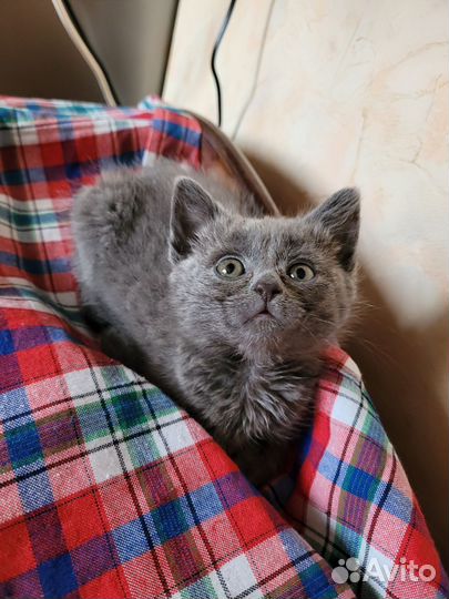 Кошка в добрые руки