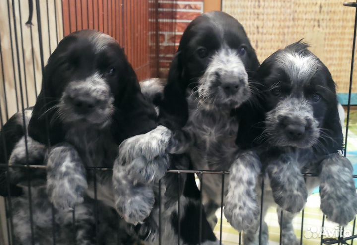 Русский охотничий спаниель щенки