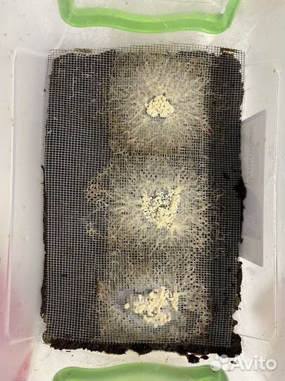 Живой корм для аквариумных рыбок