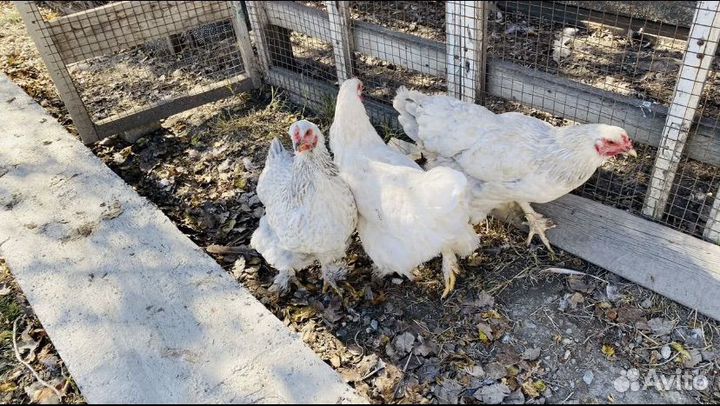 Куры домашние
