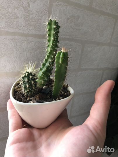 Суккуленты