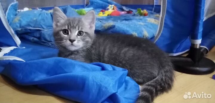 Котята мейн-кун метис за так