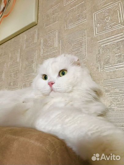 Вязка кот