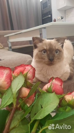 Шотландская кошечка ищет жениха на вязку