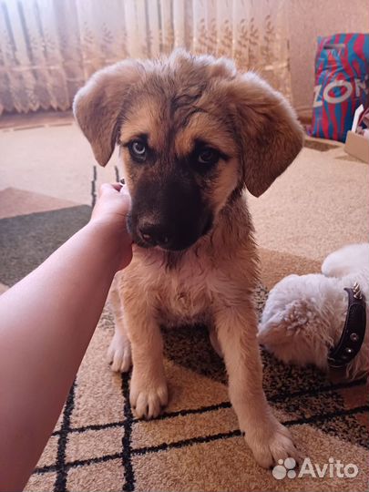 Щенок в добрые руки