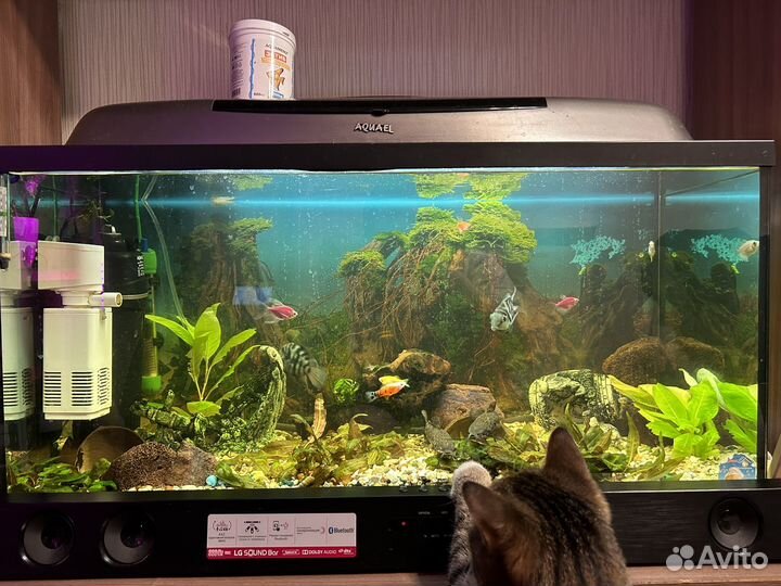 Аквариум 80 литров