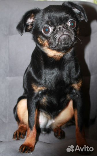 Пти брабансон взрослая девочка