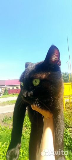 Отдадим котика в добрые руки