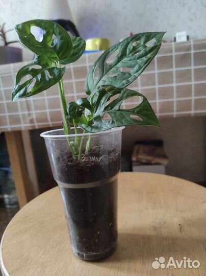 Монстера Манки,филодендрон,кротон