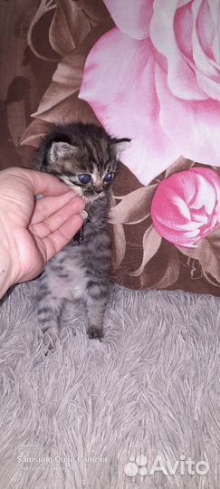 Коты бесплатно