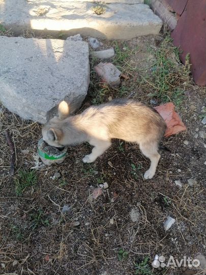 Щенок в добрые руки