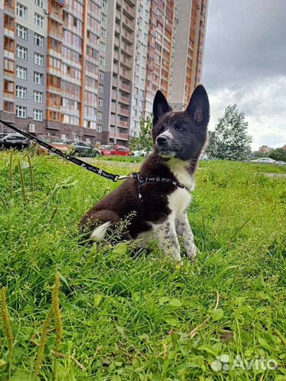 Щенки ищут дом