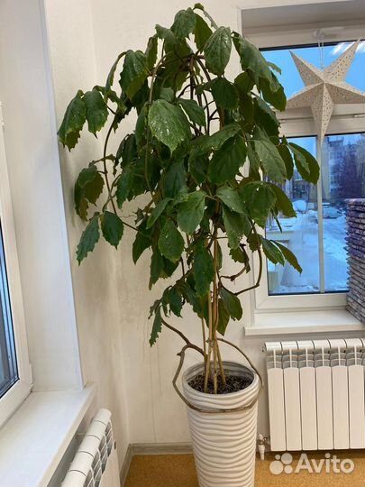 Тетрастигма большая