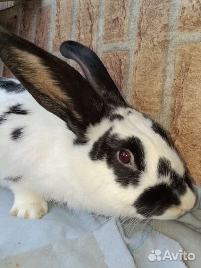 Кролики мясных пород