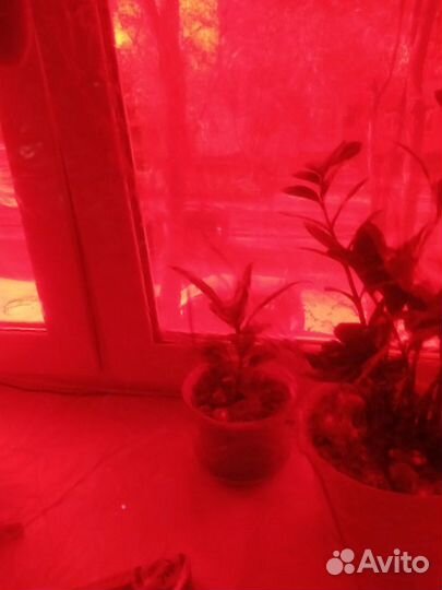 Плёнка прозрачная красная