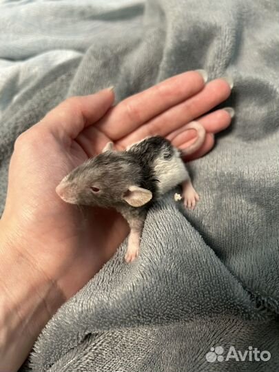 Крысёнок, крыса девочка