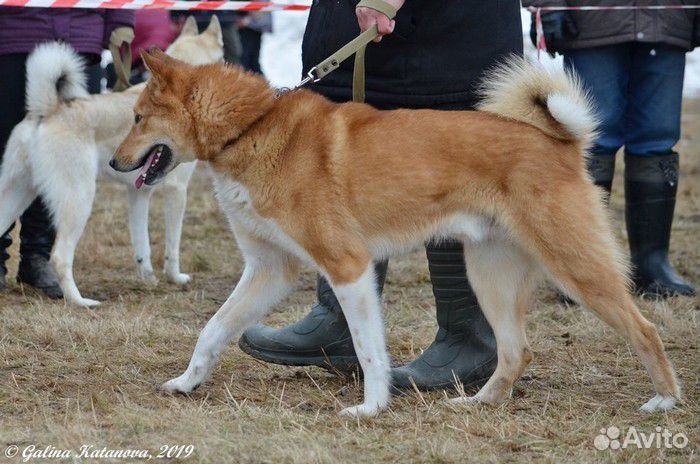 Кобель для вязки