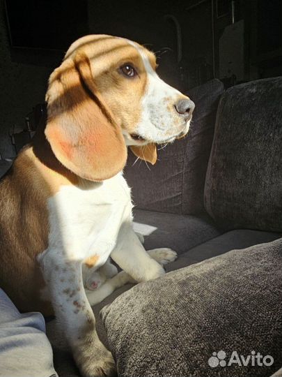 Бигль вязка