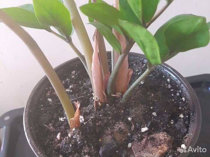 Замиокулькас