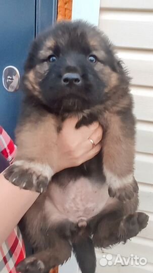 Отдам в добрые руки щенков