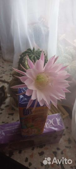 Детки от кактуса