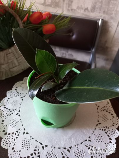 Фикус Мелани