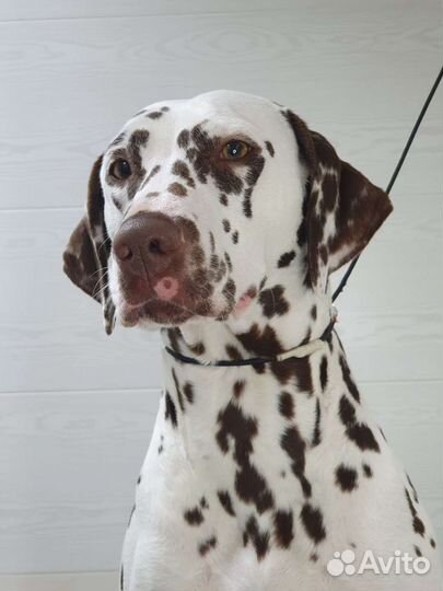 Груминг щенков и взрослых собак и кошек