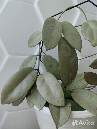 Хойи S. Dollar, Fihlahgsoni