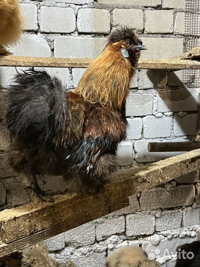 Цыплята китайские шелковые