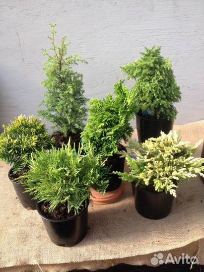 Туя, можжевельник, кипарисовник