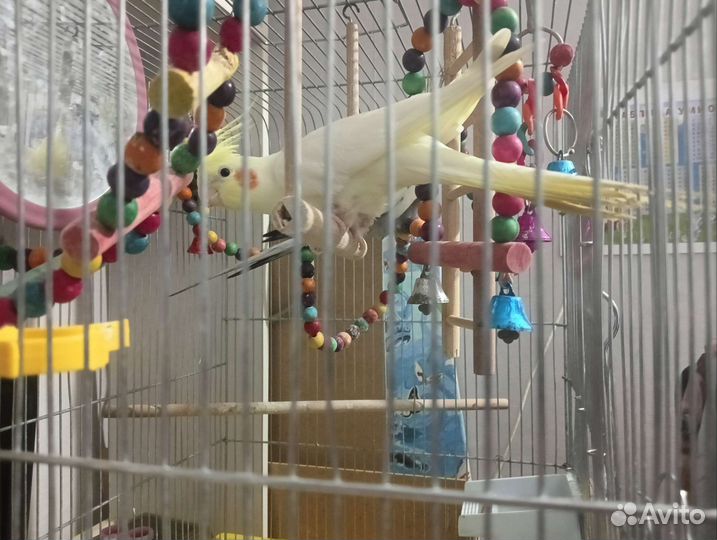 Попугай карелла с клеткой