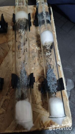 Муравьи для фермы