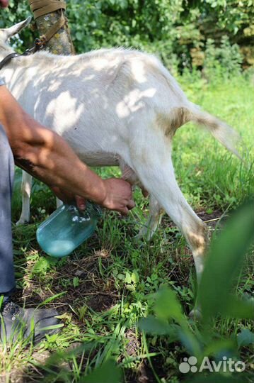 Молоко козье. Без запаха. От молодых коз