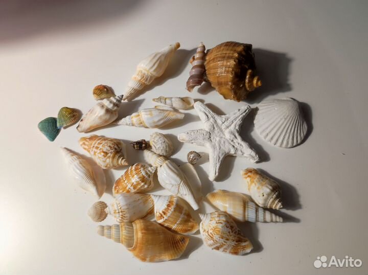 Морские ракушки