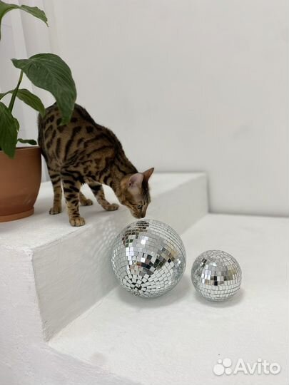 Бенгальская кошка